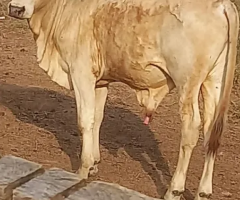 2 vacas 1 boi e 1 bezerro mestiço de nelore