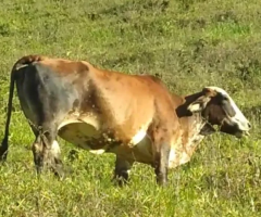 1 Vaca prenhe indo para terceira cria, e uma novilha.