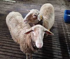 2 Ovelhas Lacaune em torno de 1 ano