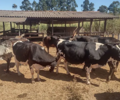 Vendo 9 vacas leiteiras 2 garrotes e 1 novilha