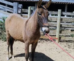 Burro castrado 1 ano e 6 meses.