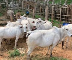 8 Vacas Nelore enxertadas de 2 cria.