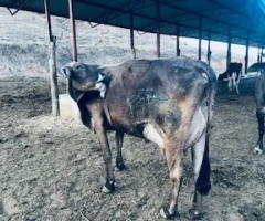 Novilhas e Vacas Leiteiras 1/2 Sangue e 3/4 Pardo Suico