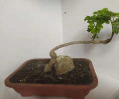 Vendo 2 Bonsai por 100 reais um e de rosa e um árvore da felicidade 100