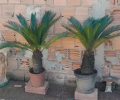 Vendo Dois SAGU MEDIO E UM BROMELIA.