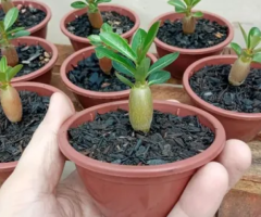 Mudas de Rosas do Deserto 4 a 6 meses no vasinho e adubadas