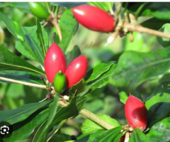 Fruta do Milagre - Muda de 4 anos - transforme o azedo em doce sem açúcar e sem adoçante.