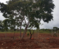 VENDO LOTE EM TABOQUINHA-GO