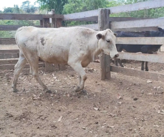 3 novilhas procedência leiteira (Anápolis)