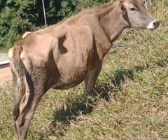 vaca jerse dando leite e prenha de 3 para 4 mes