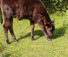 Terneira angus preta,aberdin 2 para 3 mes