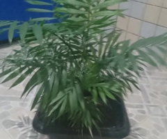 Plantas para ornamentação