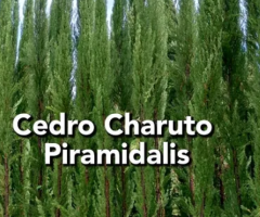 Cedro Charuto Cipreste Italiano Cedro Piramidalis Tuia Vela