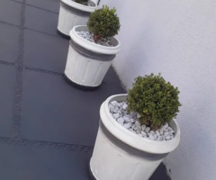 3 vasos de cimento, (+- 60 cm altura x 50 cm de largura), com 3 buxinhas plantadas.