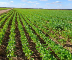 Fazenda para Venda em Lagoa da Confusão, 3 dormitórios